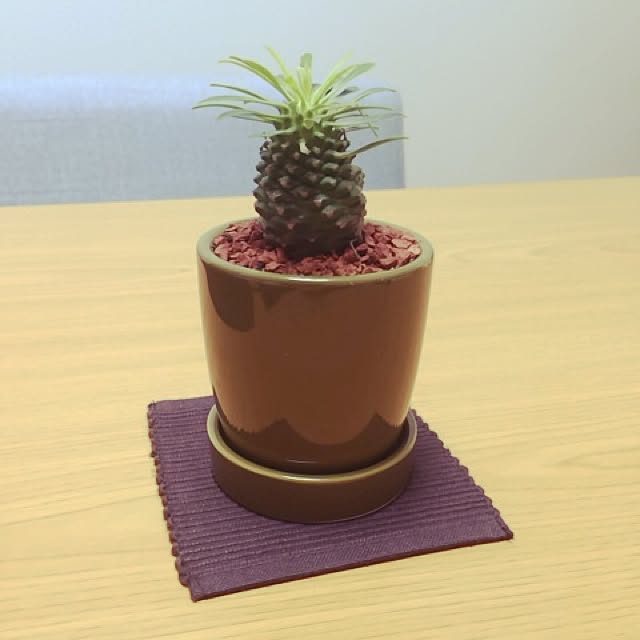 masumiさんの実例写真