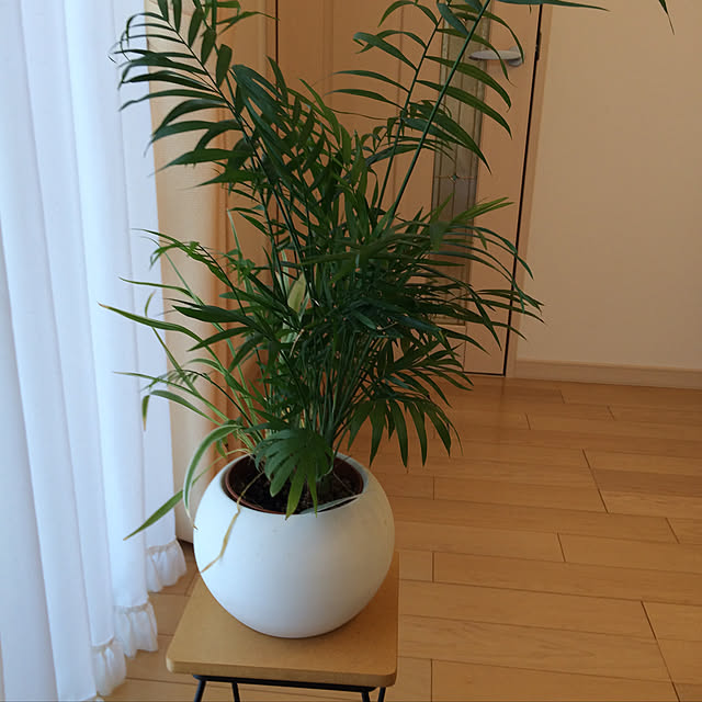 観葉植物/リビングのインテリア実例 - 2019-08-30 12:04:16