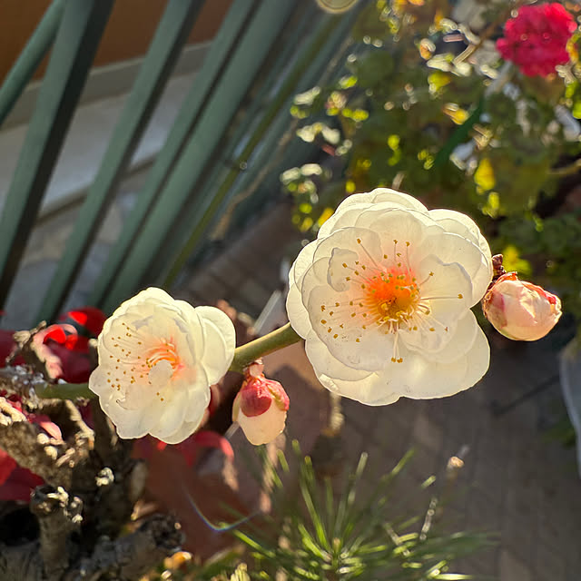 Aqettyさんの実例写真