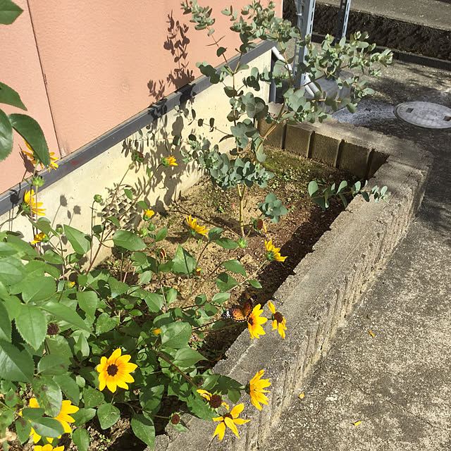 kakoさんの実例写真
