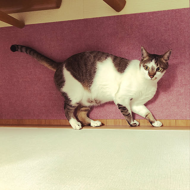 haruminさんの実例写真