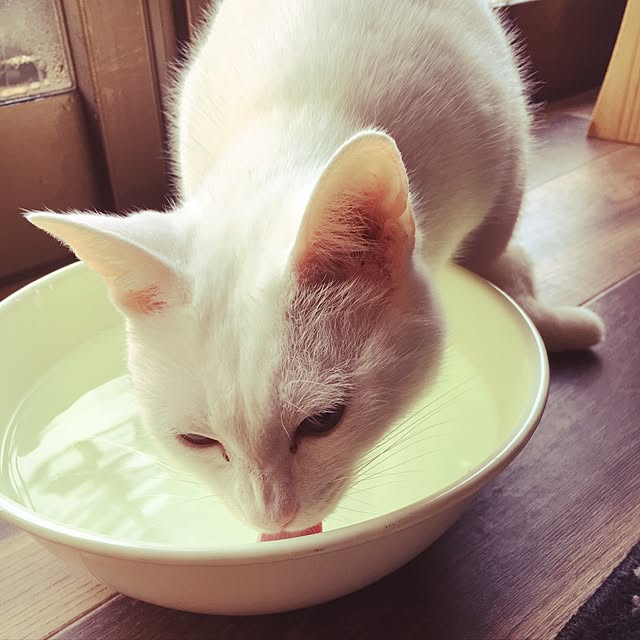 Miechamさんの実例写真