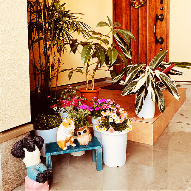観葉植物/庭/玄関/入り口のインテリア実例 - 2020-07-31 18:39:34