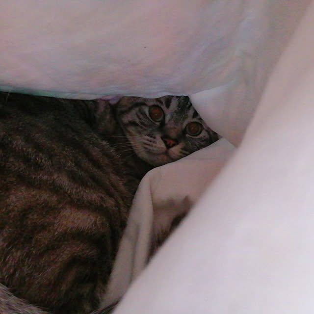 Manaさんの実例写真