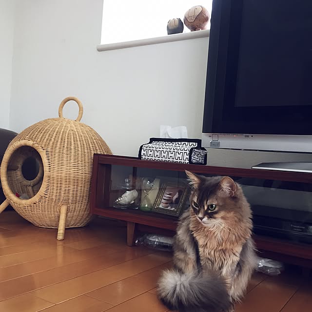 shihoさんの実例写真
