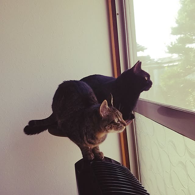 kuromiさんの実例写真