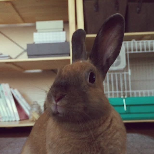 Akariさんの実例写真