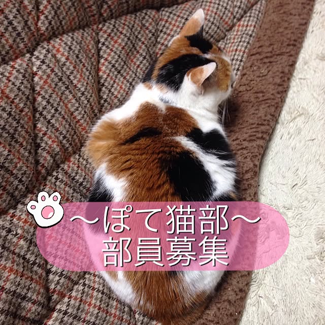 Kinanさんの実例写真