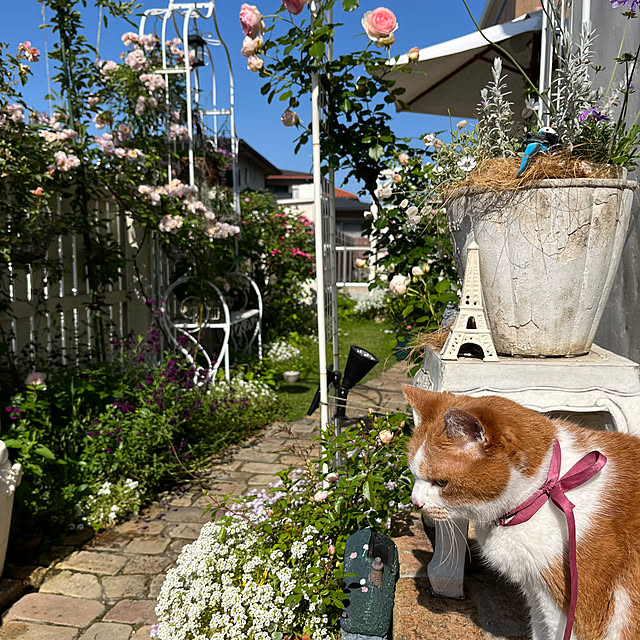 sakuraさんの部屋