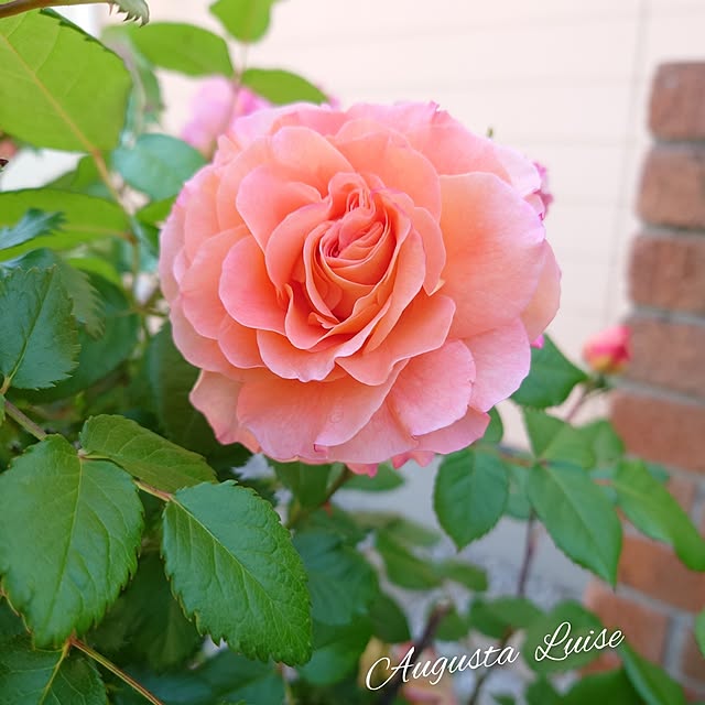 fleur-mamanさんの実例写真