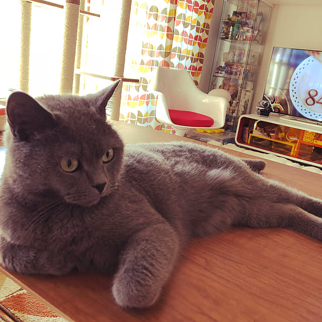 ikettenさんの実例写真