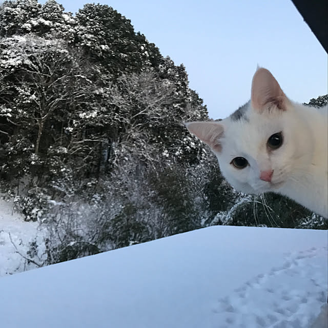 sakurasakuさんの実例写真