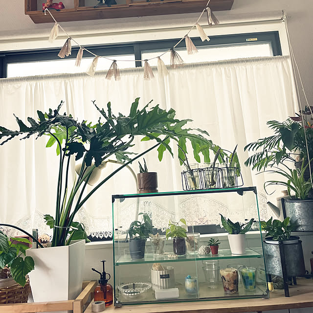 部屋全体/観葉植物/無印良品/IKEA/unico...などのインテリア実例 - 2025-06-06 08:23:12