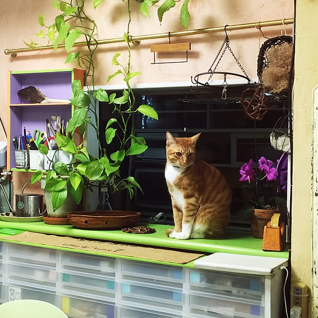 kimishigureさんの実例写真