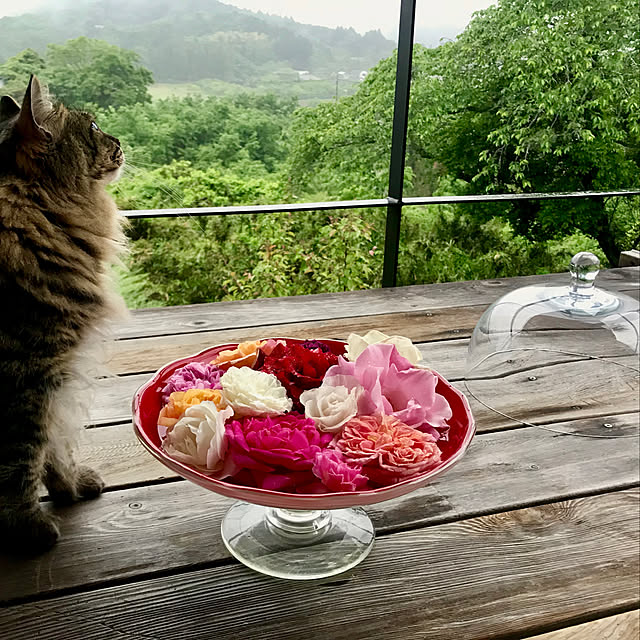 sakurasakuさんの実例写真
