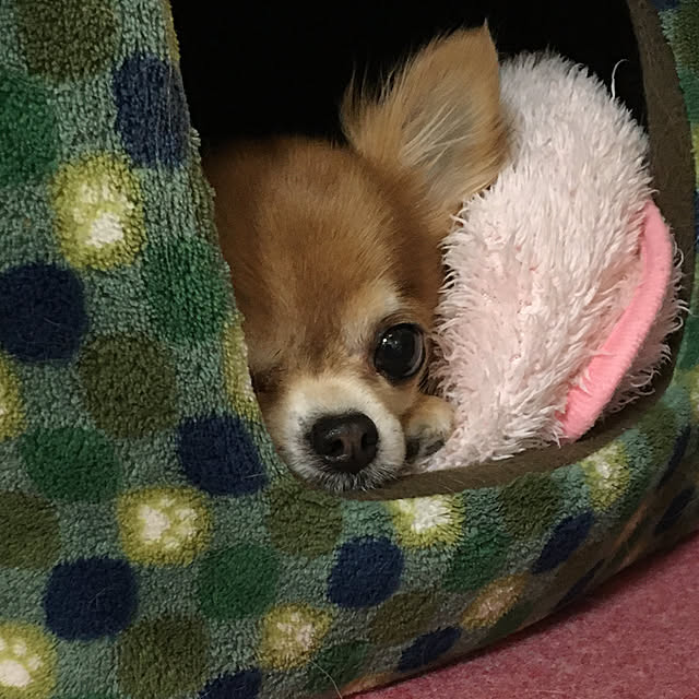 koroさんの実例写真