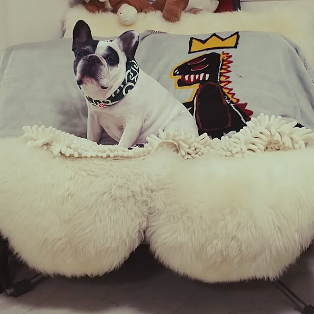 panchobiさんの実例写真