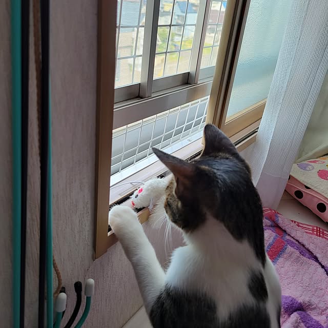 akimameさんの部屋