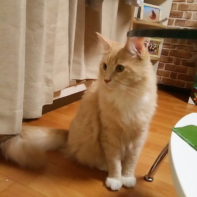 koto.ohanaさんの実例写真