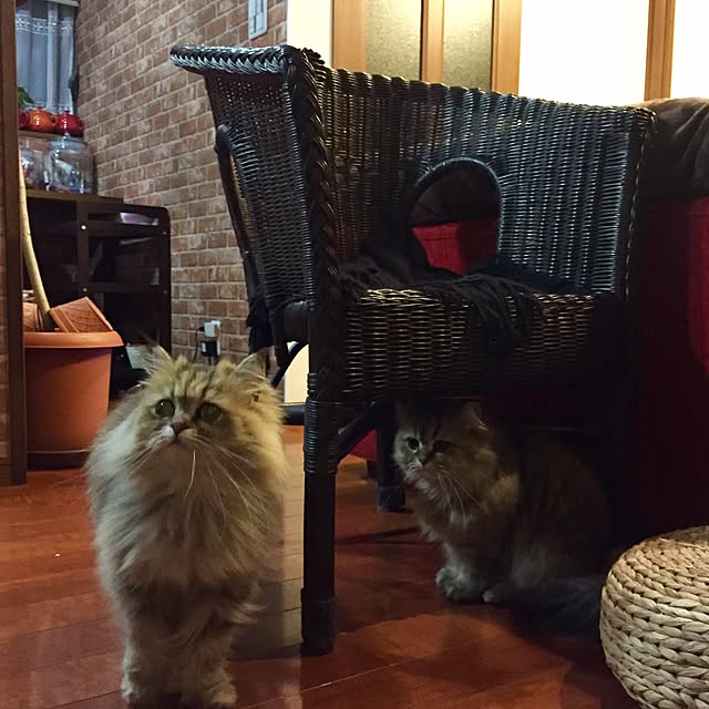 butachanさんの実例写真