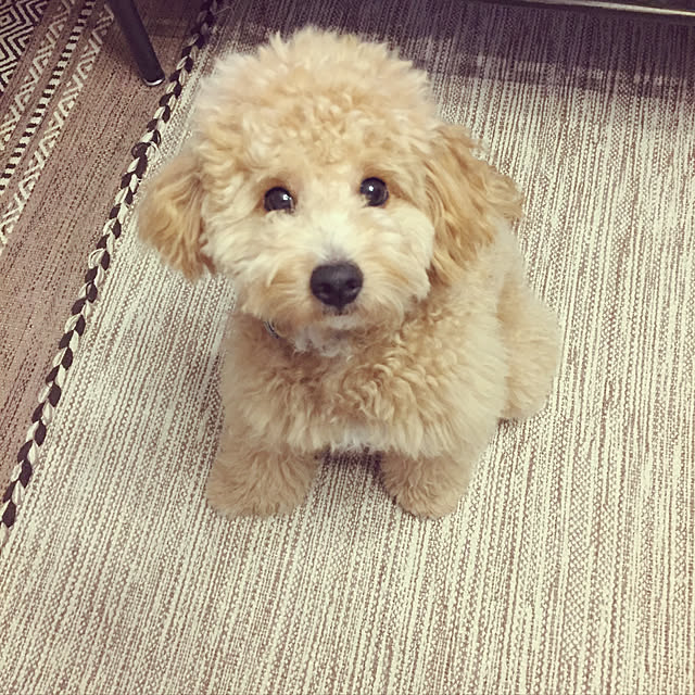odennさんの実例写真