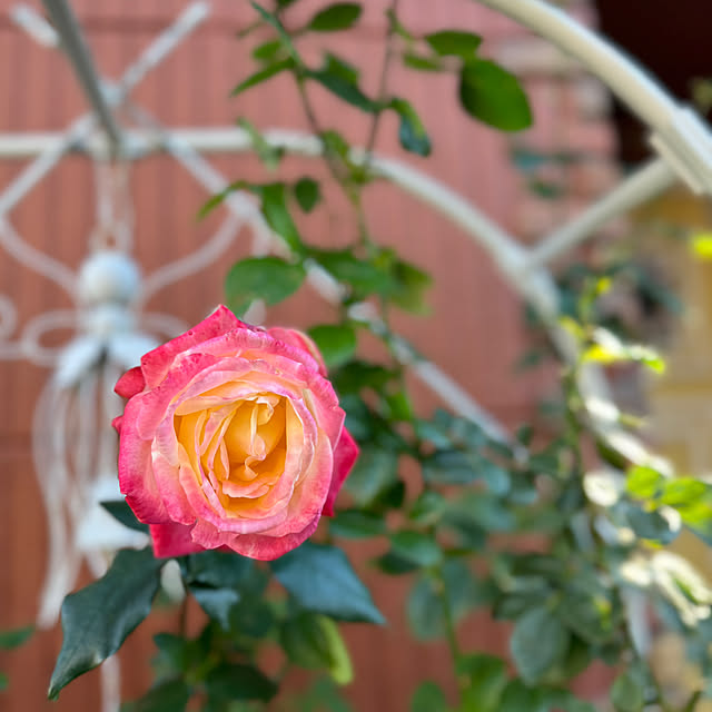 RoseLife5818さんの部屋