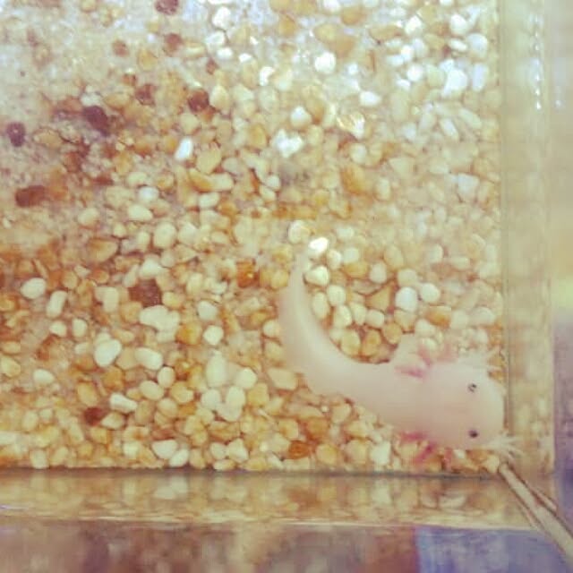 maiさんの実例写真