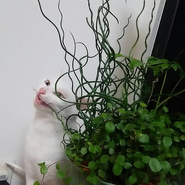 Miki1010さんの実例写真