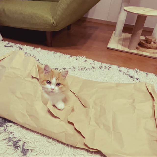 junさんの実例写真