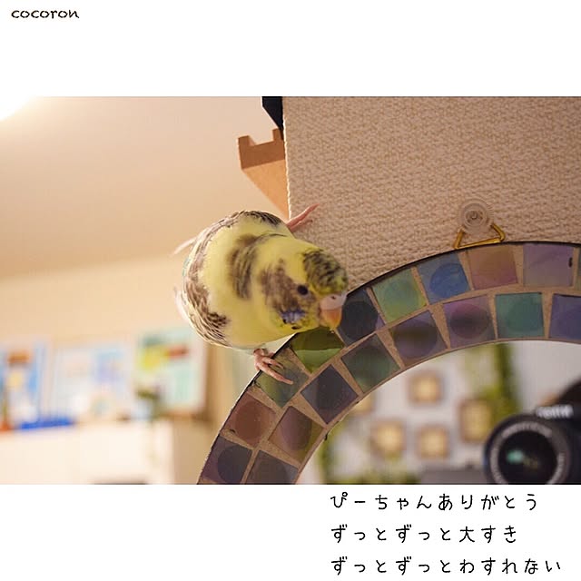 cocoronさんの実例写真
