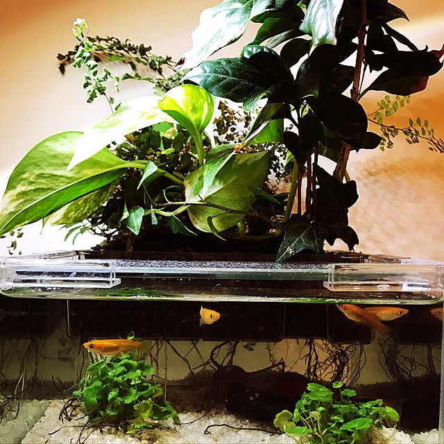 棚/メダカ/水槽/IKEA/観葉植物のインテリア実例 - 2017-05-10 20:20:21