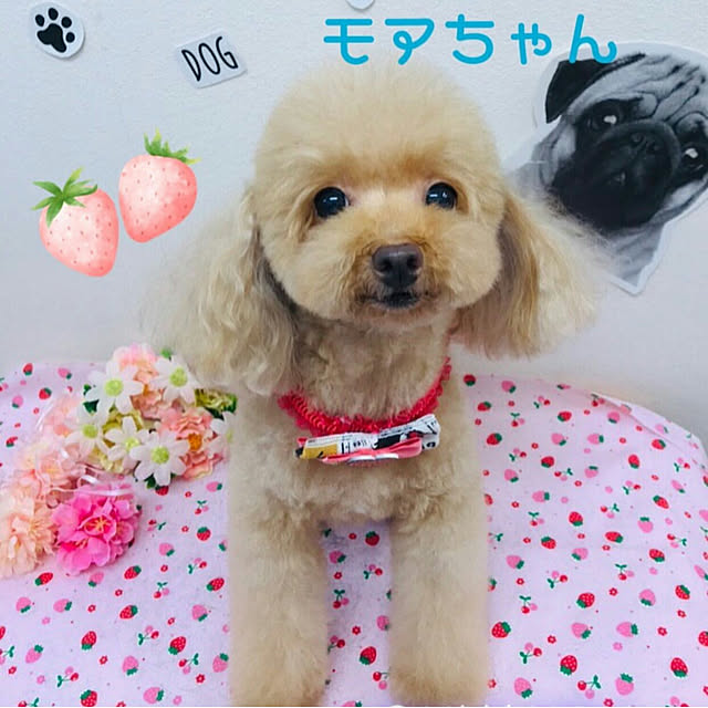 VIORAさんの実例写真