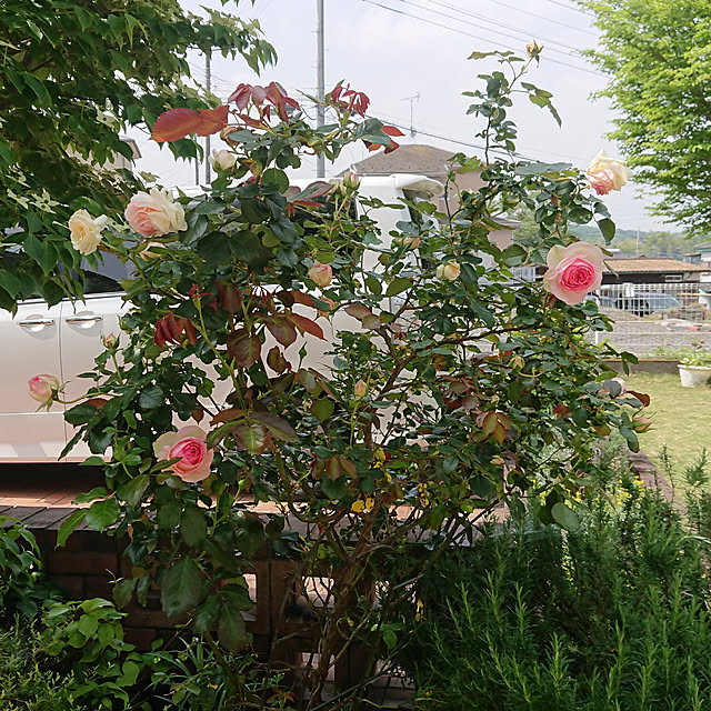 renrinmamaさんの実例写真