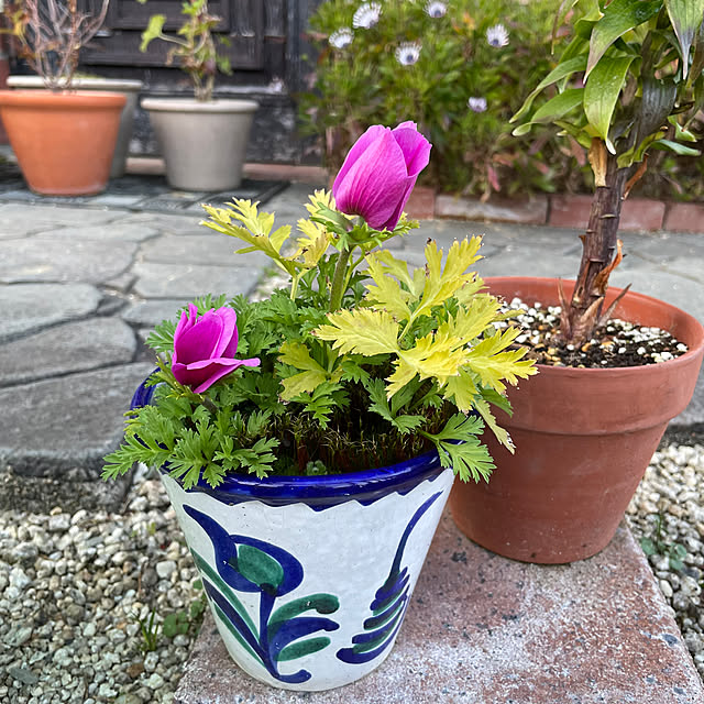 shin0719さんの実例写真