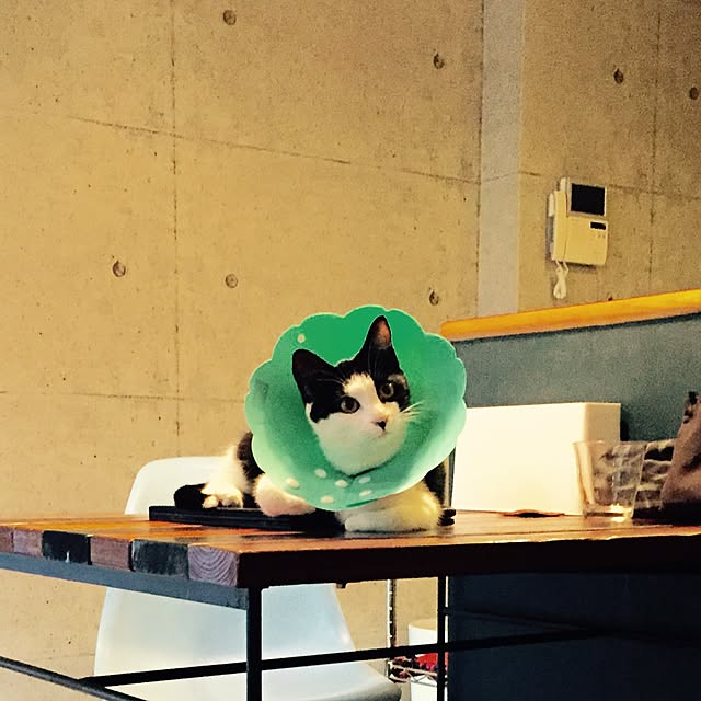 ziziguguさんの実例写真