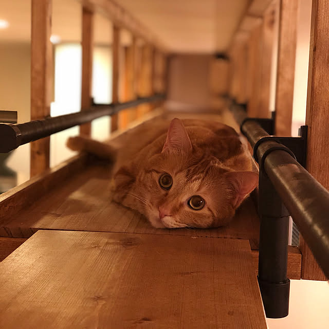 piyocchiさんの実例写真