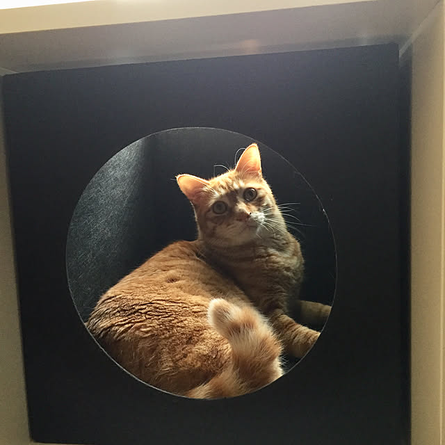 catsmamさんの実例写真