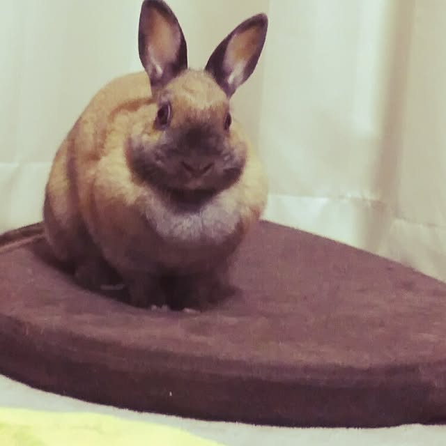 usausaさんの実例写真