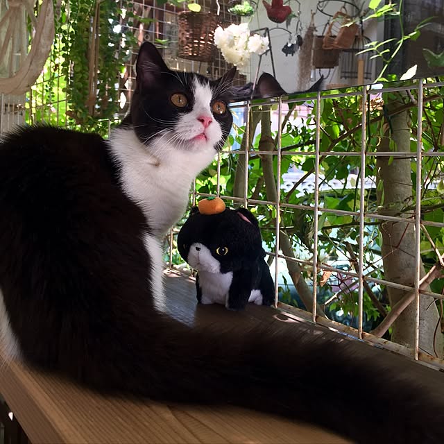 butachanさんの実例写真