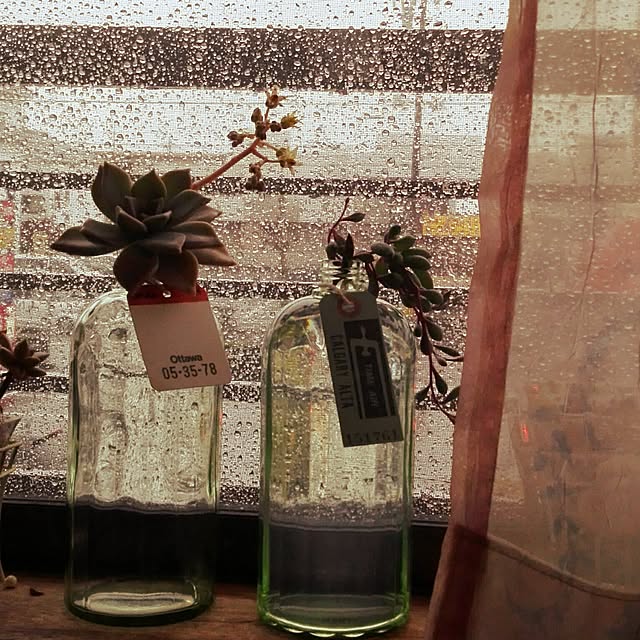部屋全体/多肉植物のインテリア実例 - 2017-04-17 16:43:51