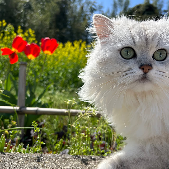 ikunyanさんの実例写真