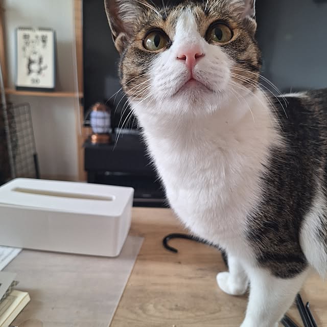 akimameさんの実例写真