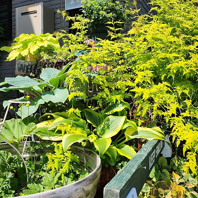 GreenHomeさんの部屋