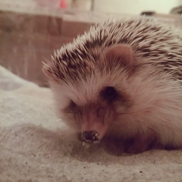 kuruさんの実例写真