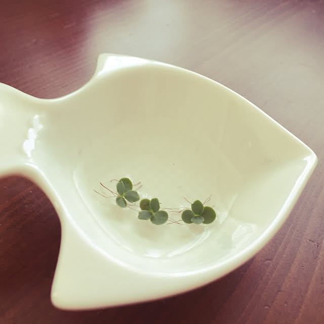 osachiさんの実例写真