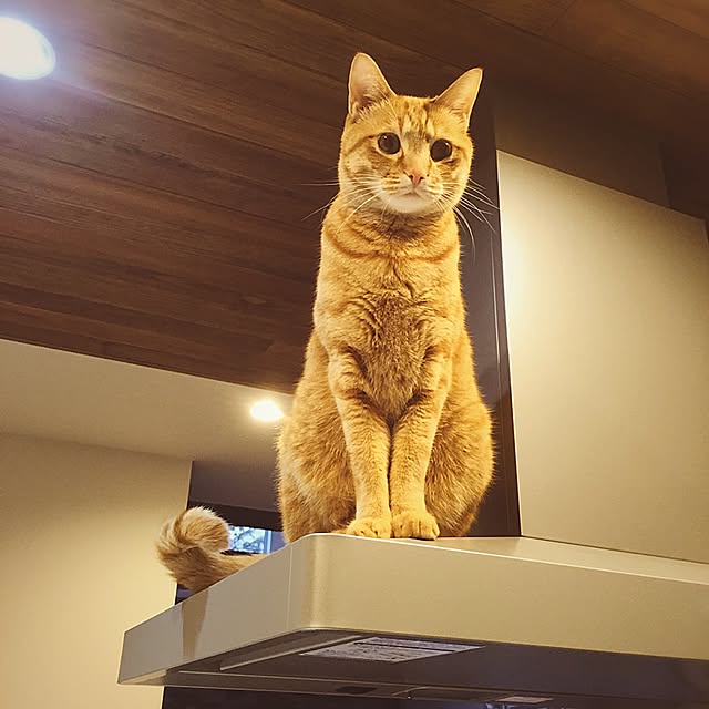 kanaaaaxxxxさんの実例写真