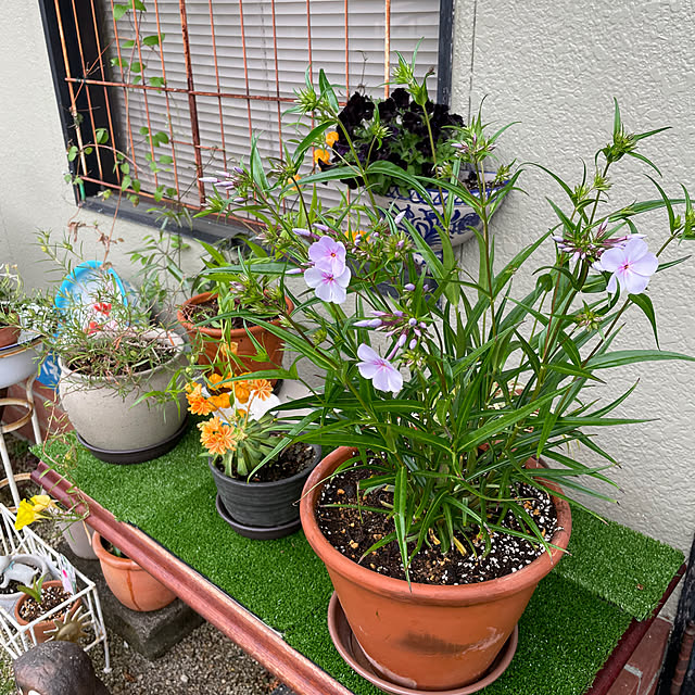 shin0719さんの実例写真