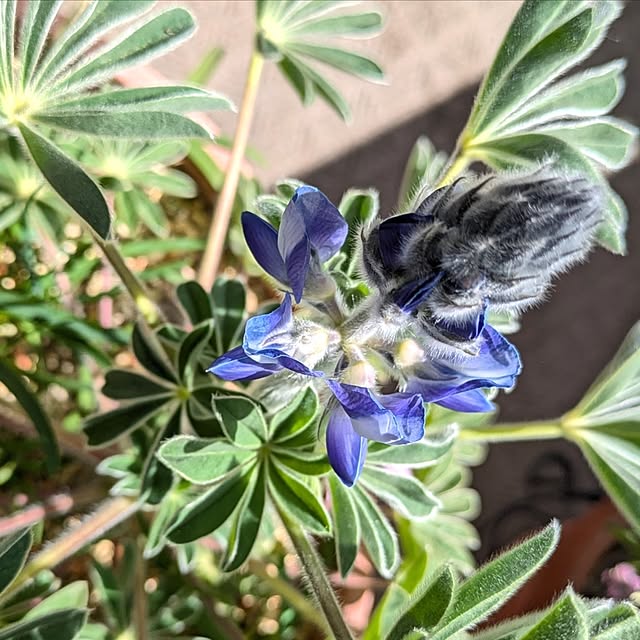 mi-saさんの部屋