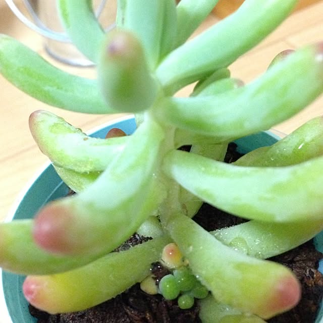 satooさんの実例写真