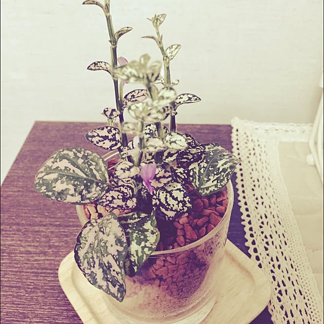 naoさんの実例写真